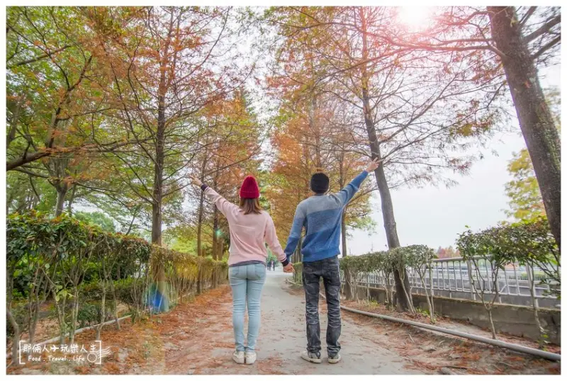 雲林落羽松｜林內落羽松  農田水利文物陳列館 昂首漫遊落羽松步道