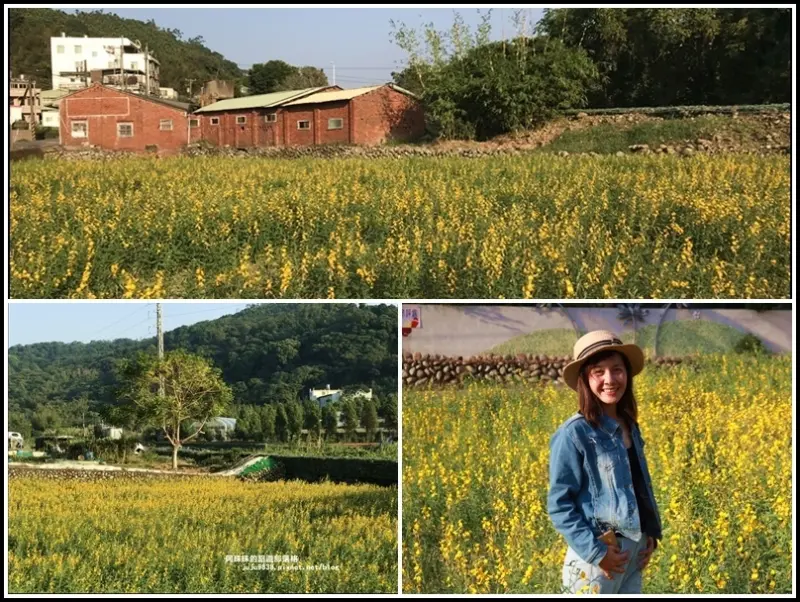 旅途中的小確幸。遇見太陽麻花海