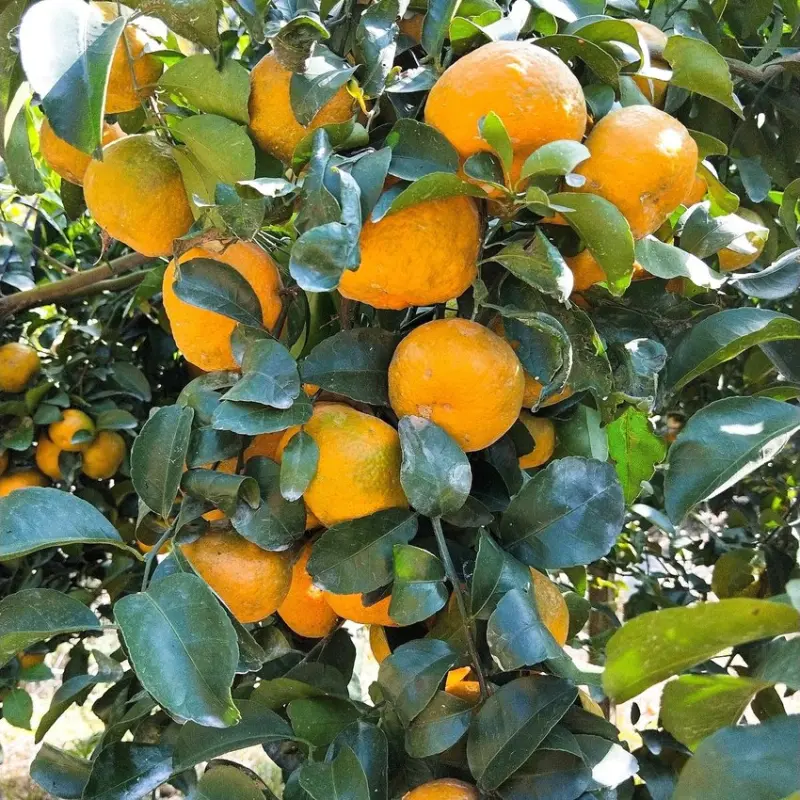 連寶雅小姐都推薦[中寮羅阿公珍珠柑]!!