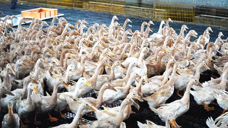 宜蘭冬季另類之旅—休閒農業漫遊趣