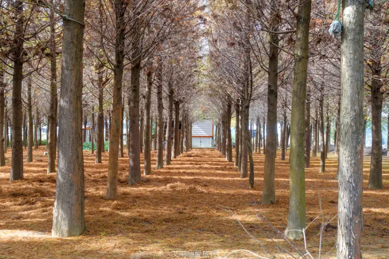台中景點》秋冬限定 新社落羽松森林 詳細位置及注意事項 - 艾莉絲愛旅行
