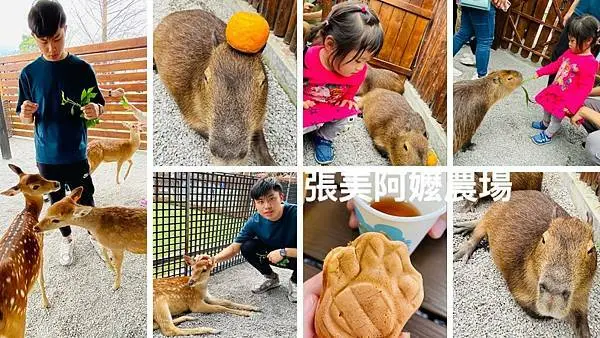 2021宜蘭超人氣景點│張美阿嬤農場│零距離餵食按摩萌萌水豚君│與可愛梅花鹿互動約會│超萌眼神療癒人心│最新入園資訊分享
