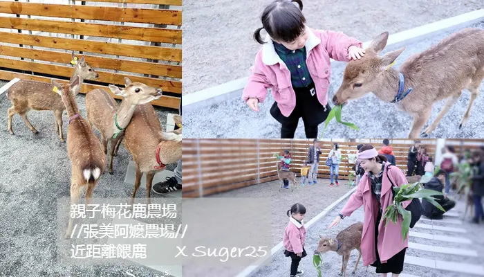 宜蘭親子景點//張美阿嬤農場//親子梅花鹿農場，可以近距離餵鹿 互動超好玩!!--宜蘭縣三星鄉