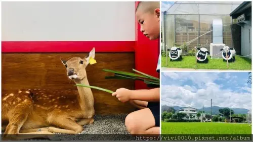 圓圓家出去玩-<宜蘭三星>張美阿嬤農場，梅花鹿就是超可愛，現煎蔥油餅、香噴噴雞蛋糕，有得吃又有得玩，超有趣