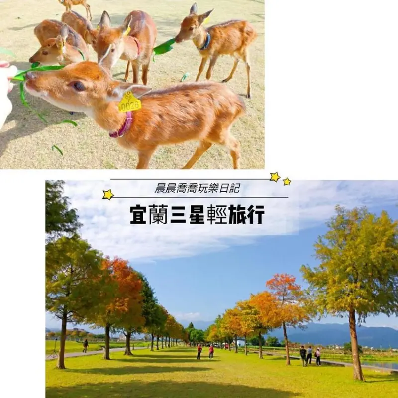 2019宜蘭秋冬最新景點~餵梅花鹿寶寶吃草喝奶，探訪絕美落羽松秘境！IG打卡熱門景點！