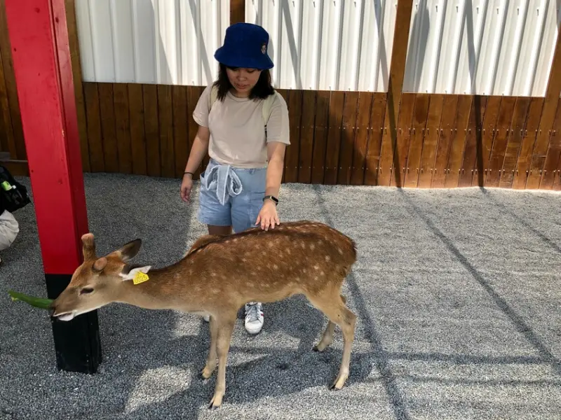 宜蘭一日遊也可以去看鹿！