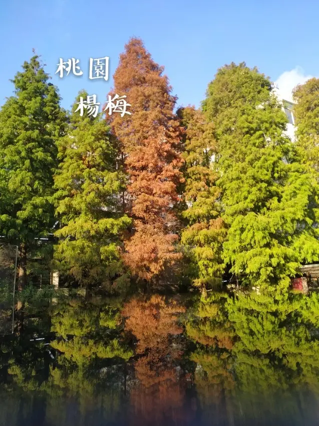 ［桃園景點］|免門票景點|讓你身處歐式宮廷玫瑰花園及落羽松環抱的觀光工廠【楊梅雅聞魅力博覽館】