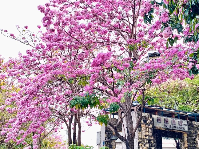 台南體育公園最浪漫!!!竹溪旁的粉紅風鈴木花海 @竹溪健康廣場｜拍攝日：4/15｜蘋果手機 iPhone 11 pro max拍攝 - 進食的巨鼠