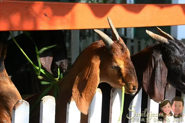 ▋宜蘭親子遊景點▋員山+可達羊場~親子共遊喜洋洋