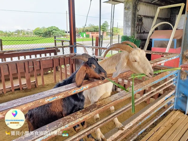 [遊]宜蘭 員山 親子同樂餵食體驗 免門票  羊咩咩陪您渡過愉快的假期~ 可達休閒羊場