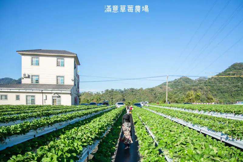 ｜苗栗景點｜滿意牛奶蜜草莓農場，高架草莓園讓你站著採草莓不腰痠 - 阿婷的旅行札記。