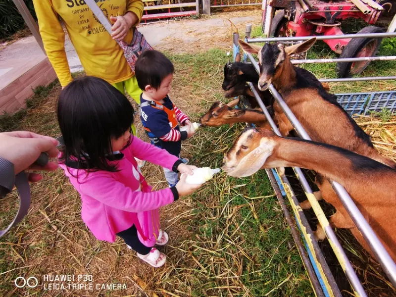 高雄。路竹》禾光牧場。可以餵羊咩咩的免費親子景點