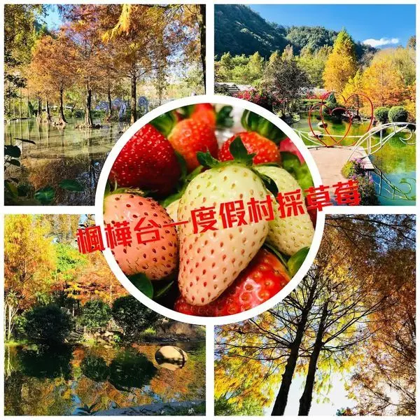 南投絕美落羽松秘境|楓樺台一渡假村|稀有珍貴白草莓採果趣|園區十大美拍景點|可同時欣賞楓紅、落羽松、白雪木|南投最佳旅遊聖地