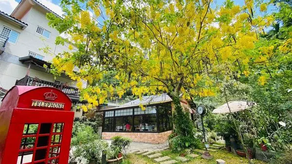 大溪唯美城堡莊園|南法玫瑰園|黃澄澄阿勃勒滿開中|森林裡隱藏玻璃屋|桃園大溪優質用餐環境(2020/6/25最新花況)