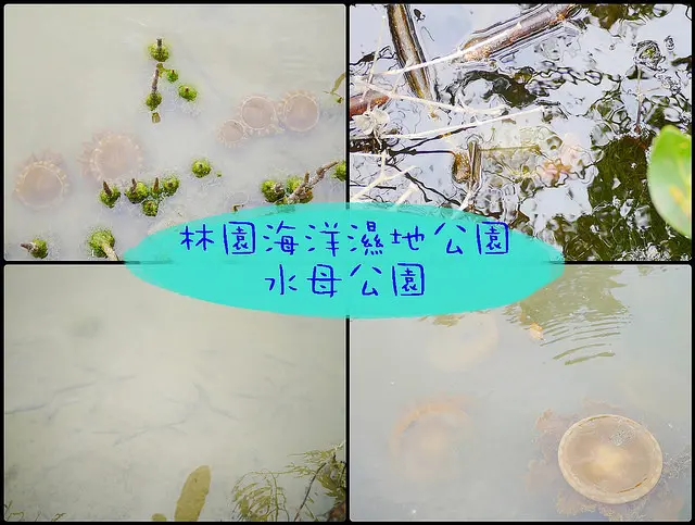 ☞【高雄 林園】海洋溼地公園～「古西溪潟湖」遺跡，擁有全國唯一的「水母湖」！！高雄一日遊景點推薦～