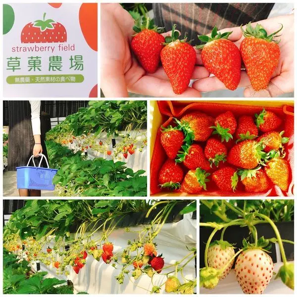 桃園採草莓|草菓農場|溫室智慧草莓園晴天雨天都可以來|新鮮草莓不使用農藥天然的尚好|採預約採果制|觀音採草莓美食一日遊
