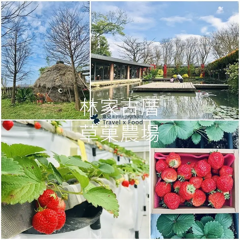 【春採莓夏賞荷】林家古厝 DIY、抓週、窯燒、找樂子；草菓農場採無農藥溫室草莓，親子一同放電去！ @ 魚兒 x 牽手明太子的「視」界旅行