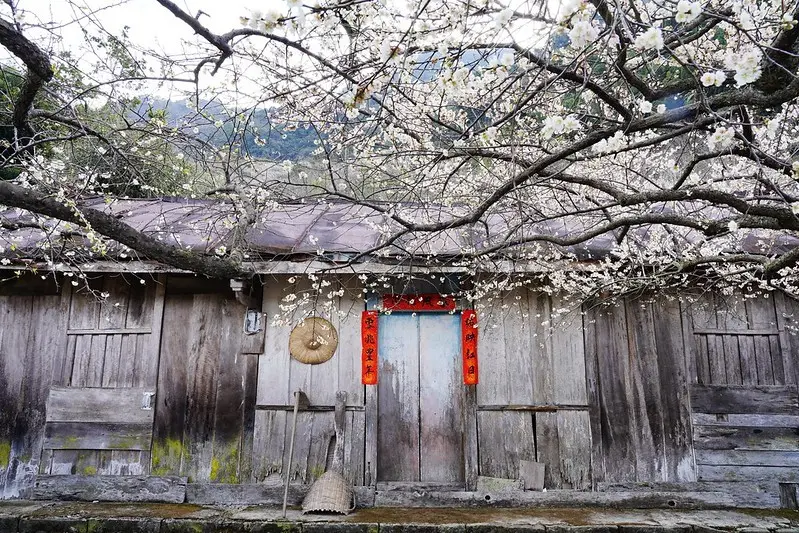 【台灣，南投縣，信義鄉】南投賞梅，蔡家古厝（外坪頂蔡家秘境梅園）；漫步梅花林美極，又壯觀，老厝農家菜美味食物原味。（2020/1/6花況）