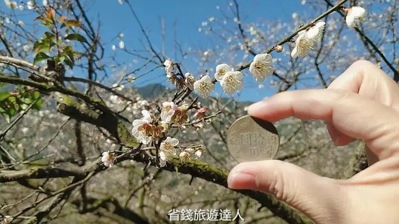 外坪頂蔡家秘境梅園｜南投信義鄉賞梅最佳景點攻略 - 達人Emily的播報台