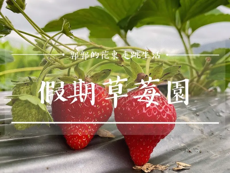 【花蓮遊記】假期草莓園┃推薦近兆豐農場享親子採草莓樂趣的果園┃ - / 郭郭的花東走跳生活 /