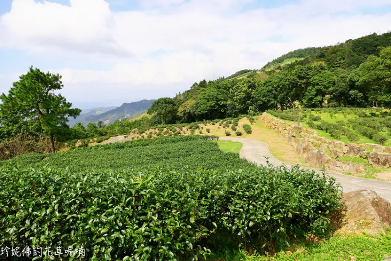 【新北-三峽區】台灣農林熊空茶園