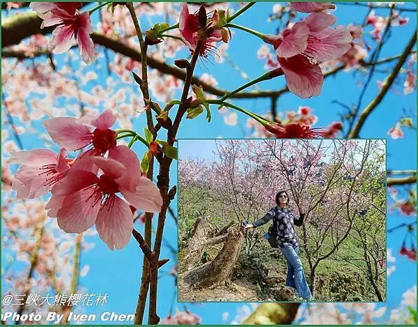 《新北櫻花季》三峽熊空櫻花林浪漫粉紅櫻花滿天飛/富士櫻登場/櫻花樹下饗宴賞櫻不用去日本 『三峽大熊櫻花林』