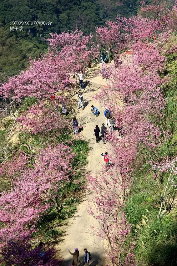 2020新北櫻花新秘境，三峽大熊櫻花林，漫步在櫻花隧道中～