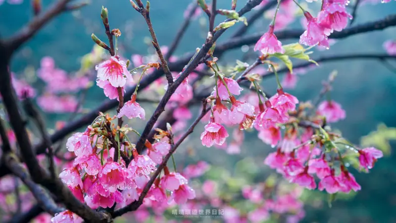 2021三峽大熊櫻花林》3000多株櫻花盛開中！快來欣賞三峽櫻花海