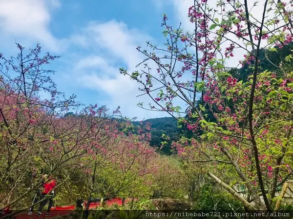 [新北三峽] 大熊櫻花林 情侶約會 家庭旅遊 賞櫻好去處 三峽秘境  內文附 手機拍攝攻略-芮妮 妮爺NiBe食旅日常