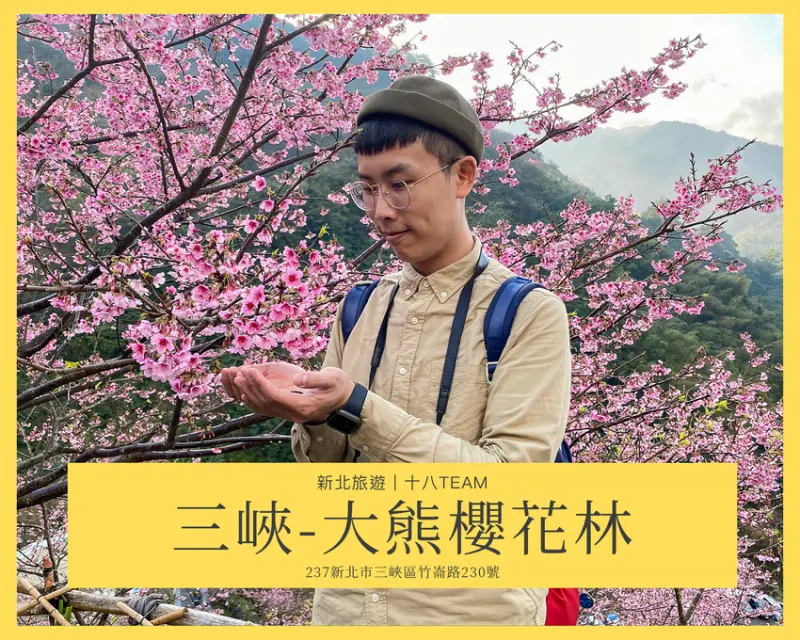 【新北旅遊】三峽 大熊櫻花林｜2021年的第一場盛開的櫻花林、新北賞櫻幸福盛開中～