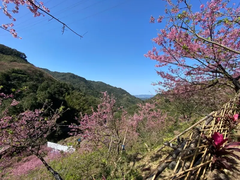 【新北三峽-大熊櫻花林】2021絕美浪漫三色寒櫻衝一波、櫻花現況介紹、寵物友善景點