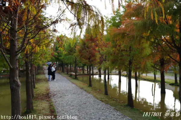 【雲林。虎尾】落羽松堀頭28秘境-富士春。隱藏在堀頭社區工廠後方的落羽松林