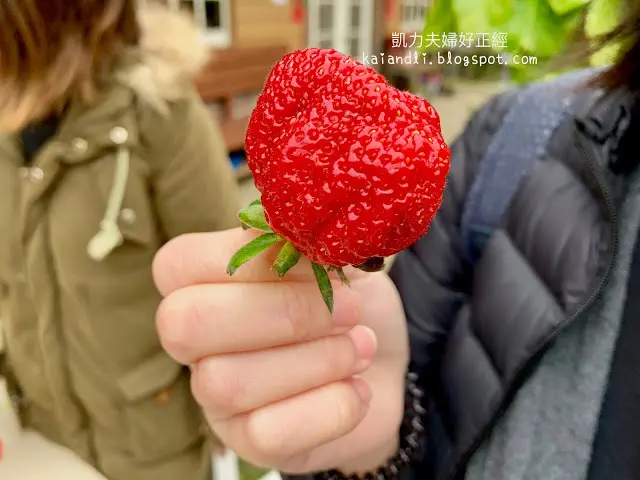 【苗栗勝興採草莓】泉宏草莓園｜草莓季來了，不用到大湖人擠人，勝興車站也有草莓園。