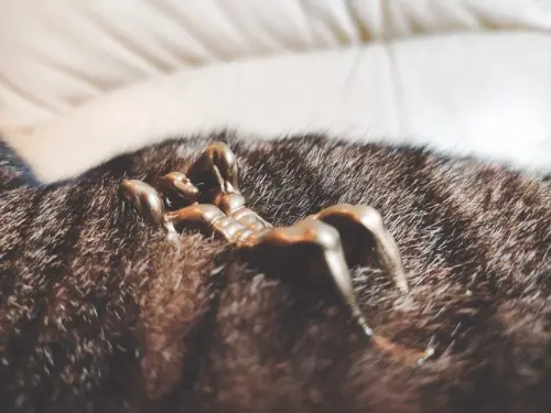 【扭蛋+喵】冒著生命危險的貓奴，發開箱文後 (生死不明......