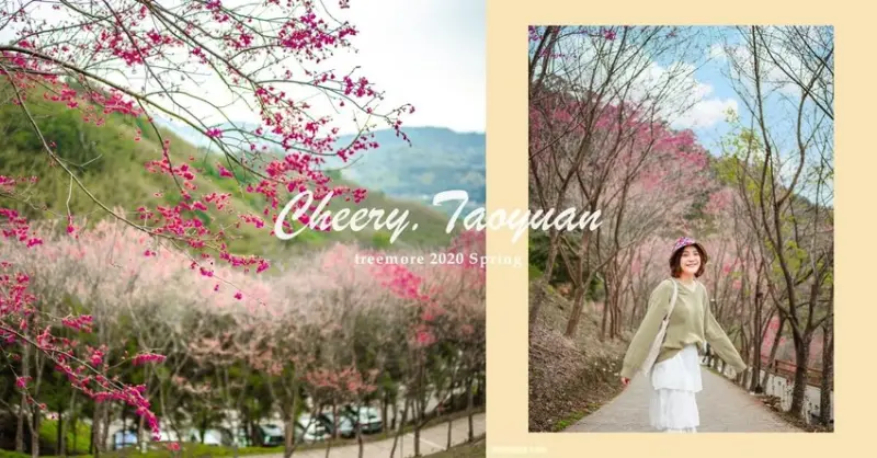 桃園賞櫻秘境｜翠墨莊園櫻花季｜山中櫻花林 交通花期懶人包 | 秘密女孩 Viki