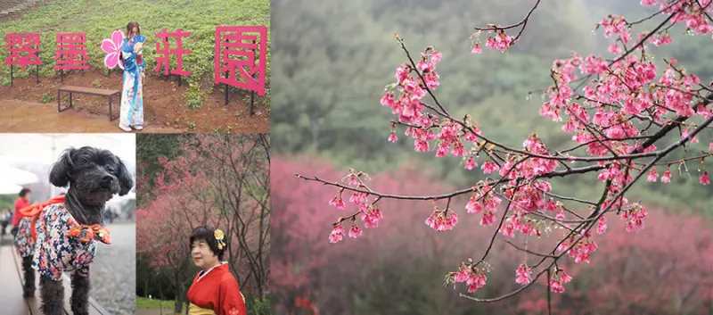 賞櫻新秘境 翠墨莊園 千顆緋紅山櫻 免飛日本 和服體驗期間限定 漫步在櫻花步道下
