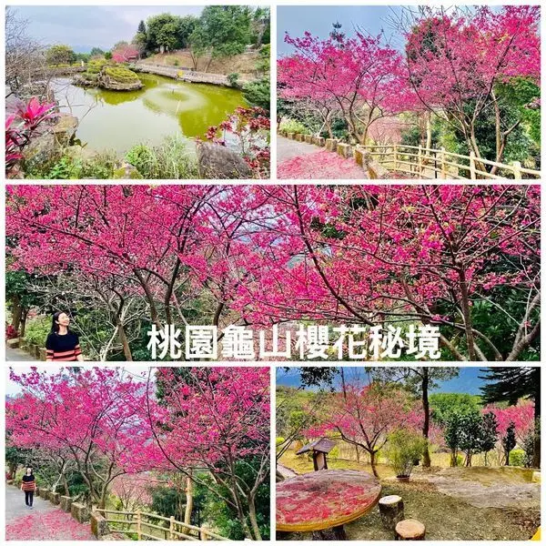 2020桃園龜山櫻花秘境|龜山關公嶺北天宮|宣道園櫻花步道|大棟山登山步道(2020/1/24最新花況)
