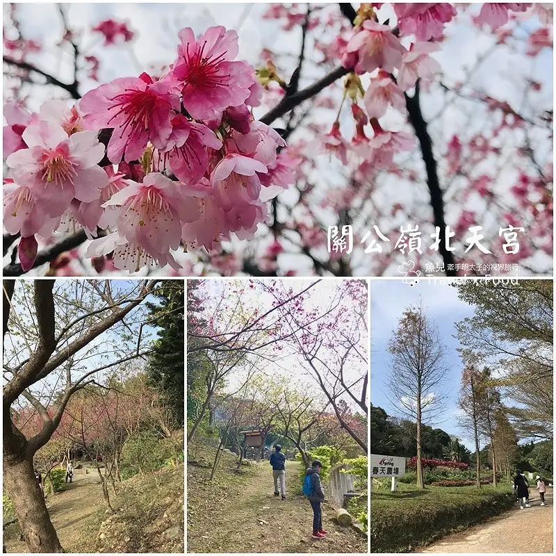 春天農場午餐逍遙遊，關公嶺北天宮步道漫活賞櫻趣（2/2花況） @ 魚兒 x 牽手明太子的「視」界旅行