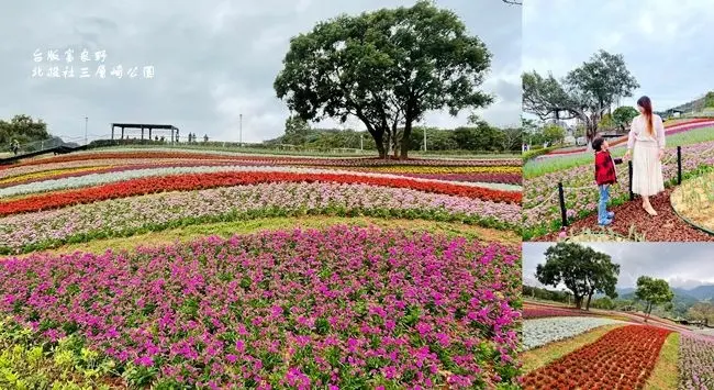 2021北投台版富良野花海 ▶ 北投社三層崎公園花海 ▶ 浪漫彩虹花毯恍如置身日本 住址、交通及花期 2021春節景點!