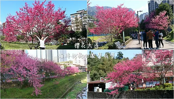 平地賞櫻再一發「康誥坑溪 櫻花大道」搭火車到汐科站，擁抱一片溪畔粉嫩櫻花林！