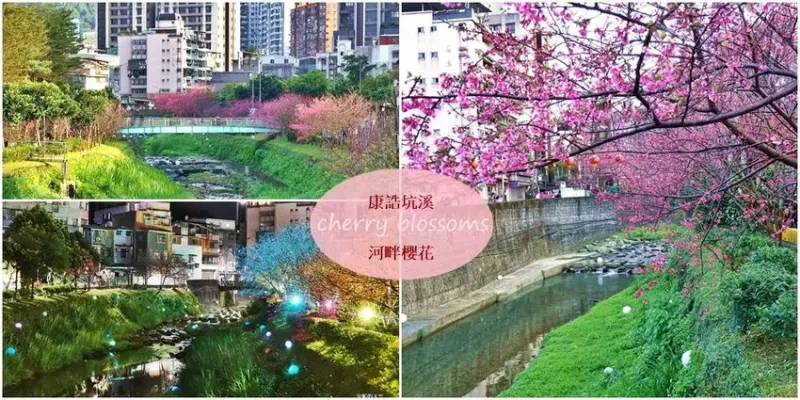 [汐止賞櫻]康誥坑溪河畔櫻花大滿開 像精靈般落入凡間夜景 彩色夜櫻超美 - 安妮的天空