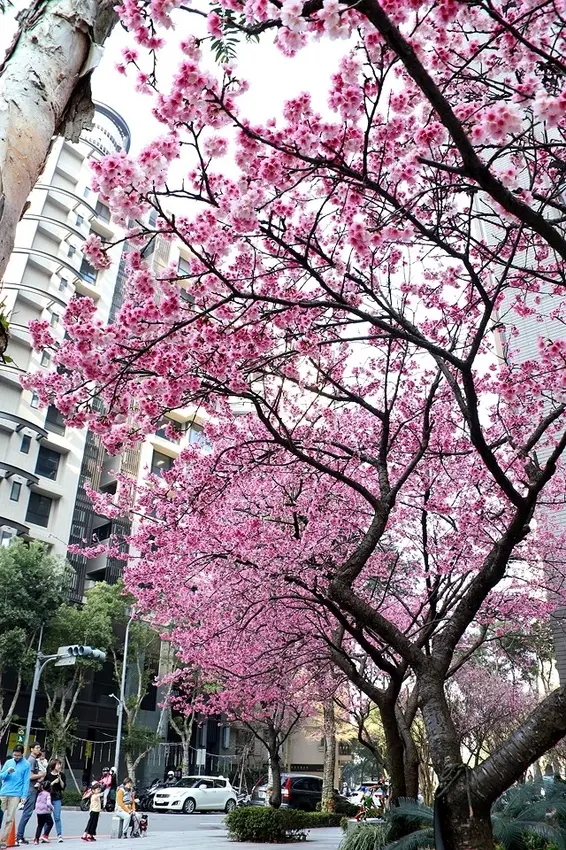 2022新北林口最美的星巴克，在這繁忙的城市，來一場美麗的邂逅｜2021新北林口最美的星巴克｜STARBUCKS 星巴克 (林口文化三門市)～