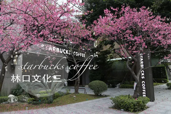 新北林口｜Starbucks星巴克 林口文化三門市｜季節限定浪漫春日的櫻花門市