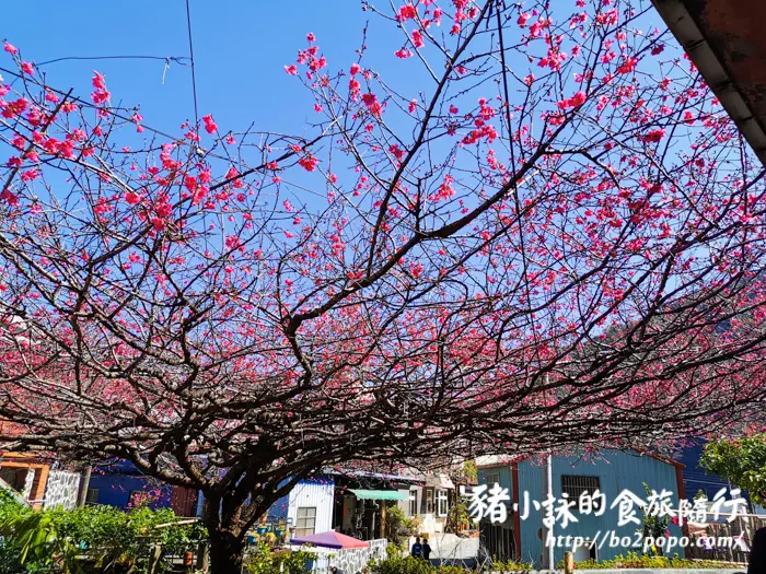 屏東。霧台》2020霧台櫻王+隨處散策(20200131花況)