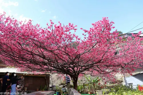 【屏東-霧台鄉】2021霧台賞櫻｜櫻王怒放宛如粉色櫻花巨傘