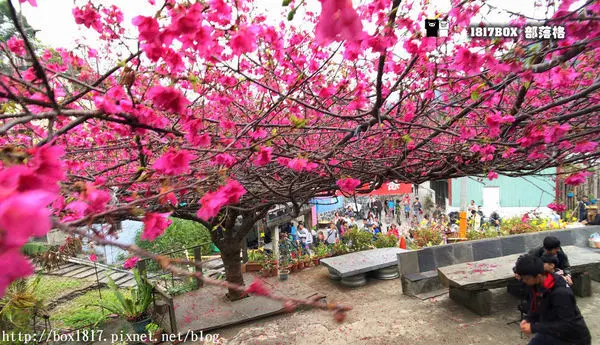【屏東。霧台】櫻花王盛開。粉紅花傘美不勝收。同場加映夜晚版霧台櫻王