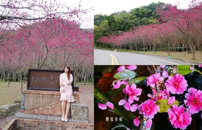 2020櫻花季∣宜蘭大同鄉賞櫻景點 ▶ 櫻緣青邨、台7甲2km八重櫻花林 ▶ 台7甲線賞櫻秘境 櫻花公路2/7最新花況 武陵農場順遊景點、大同鄉一日遊!