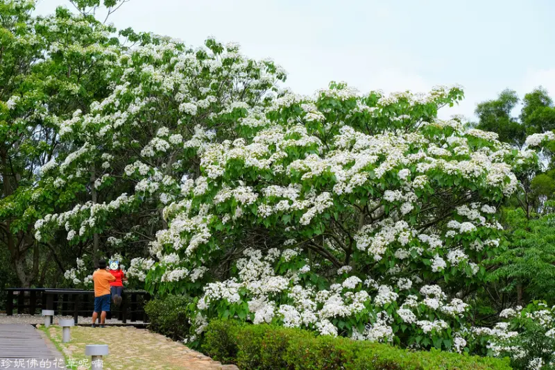 【苗栗-銅鑼鄉】2021臺灣客家文化館&好客公園賞桐花