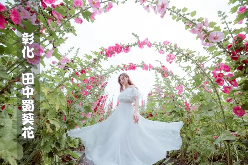 【彰化旅遊/景點】2020田中蜀葵花海藝術節｜全台灣最大的蜀葵花花海迷宮在田中窯創意園區｜賞花、美食、DIY體驗通通有