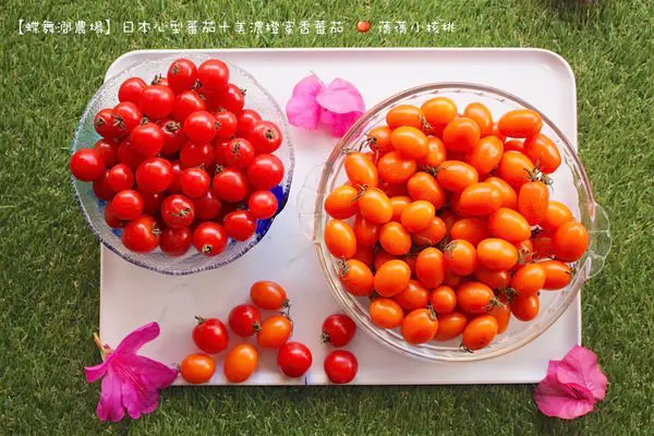 【宅配/團購  冬季限定水果】來自美濃，友善環境的蝶舞澗園區，產地直送超人氣橙蜜香小蕃茄和可愛又好吃的日本心型小蕃茄。看我輕鬆將蕃茄化身為讓孩子秒殺的健康小點心！（內有食譜）